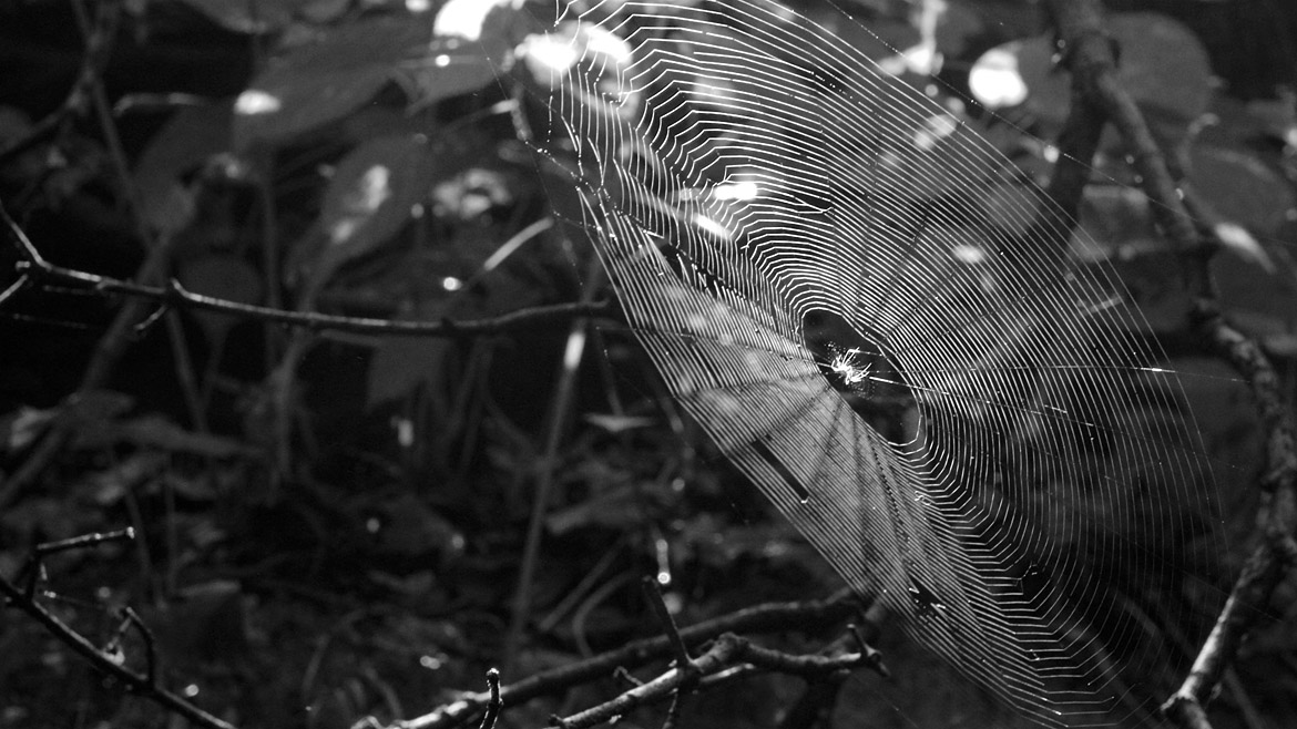 Jeremy Houchens, Spider