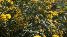 Photography, Jeremy Houchens, Moth on Yellow Fowers