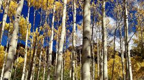 Aspen Trees in Fall