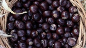 Basket Full of Chestnuts