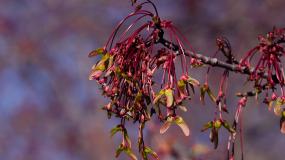 Boxelder, Aninaatig