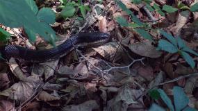 Snake, Ginebig, at Turkey State Park, Marshall, IN