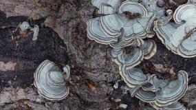 BraveBrother.com: Mushroom, Turkey Tail, Wazhashkwedo