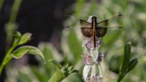 Dragon Fly, Eagle Creek Park, Indianapolis, IN