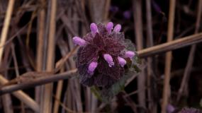 Nettle, Zesab