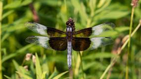 Blue Dragonfly