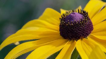 Black-Eyed Susan, Mangishkiinzhigwe